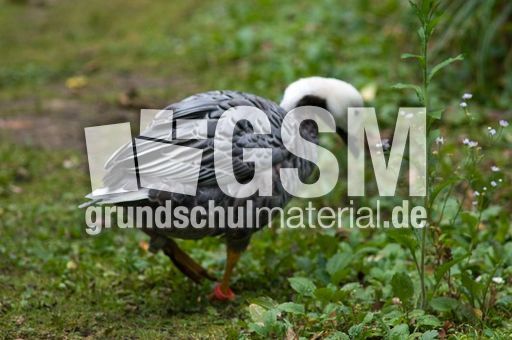 Kaisergans (2 von 8).jpg